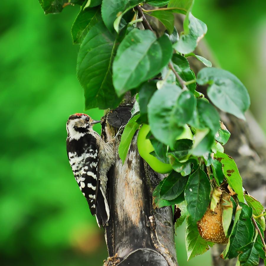 Pokoje Nowakowscy Leba Ngoại thất bức ảnh